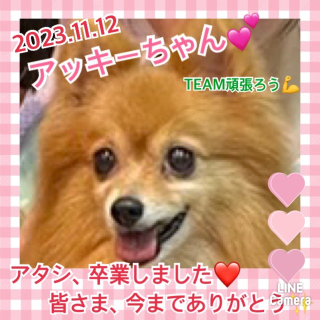 【運命の赤い糸見～つけた💓ポメラニアンのアッキーちゃん💕】2023,11,12